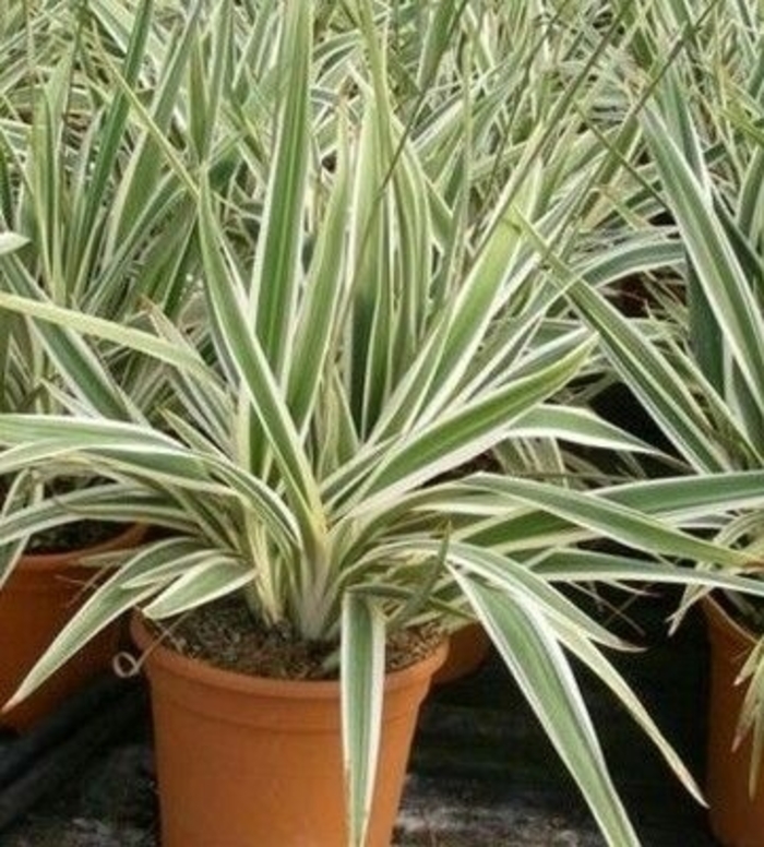 'Variegata' Flax Lily - Dianella caerulea from Sunshine Grower Nursery