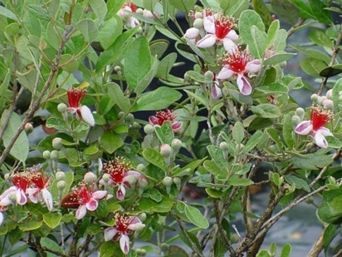 Pineapple Guava - Feijoa sellowiana from Sunshine Grower Nursery
