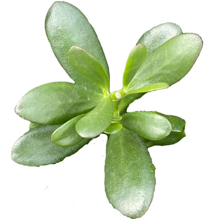 Jade Plant - Crassula ovata from Sunshine Grower Nursery