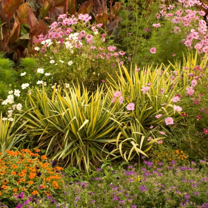 ''Color Guard'' Adam''s Needle - Yucca filamentosa from Sunshine Grower Nursery