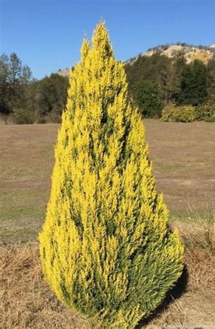 'Lemon Yellow' Monterey Cypress - Cupressus macrocarpa from Sunshine Grower Nursery