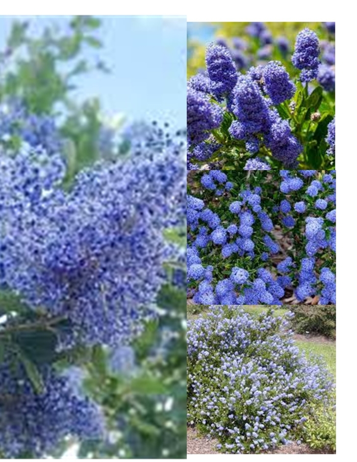 Assorted California Lilac - Ceanothus from Sunshine Grower Nursery
