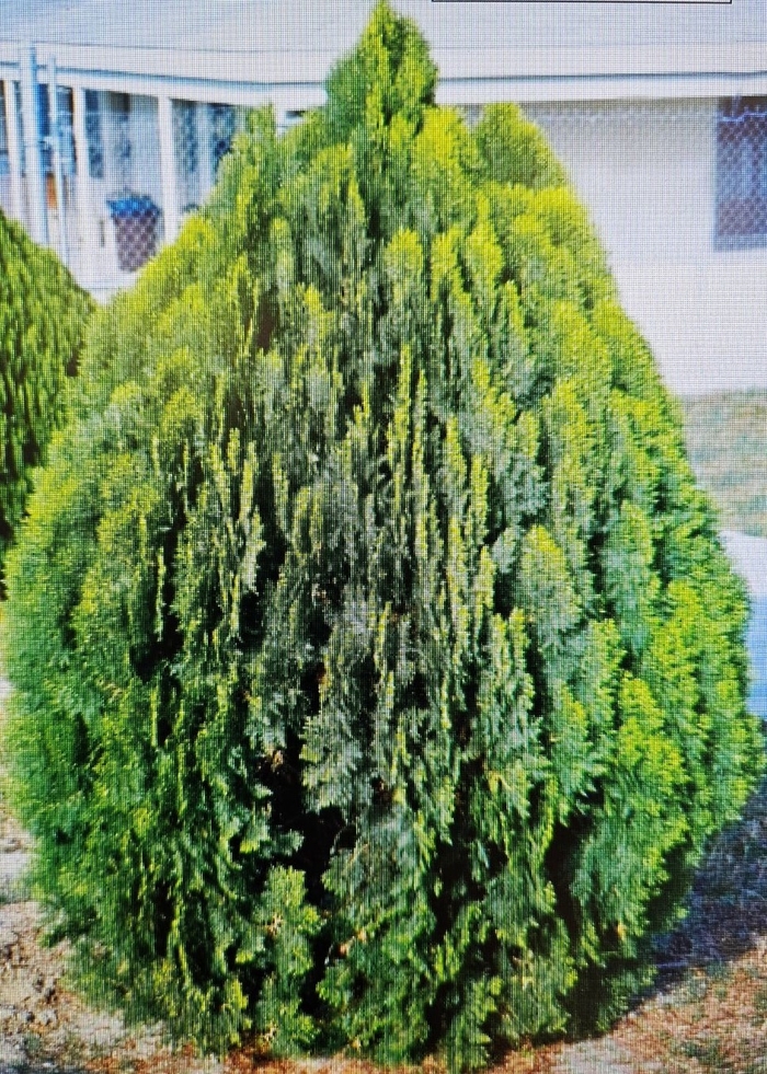Arborvitae - Thuja orientalis from Sunshine Grower Nursery