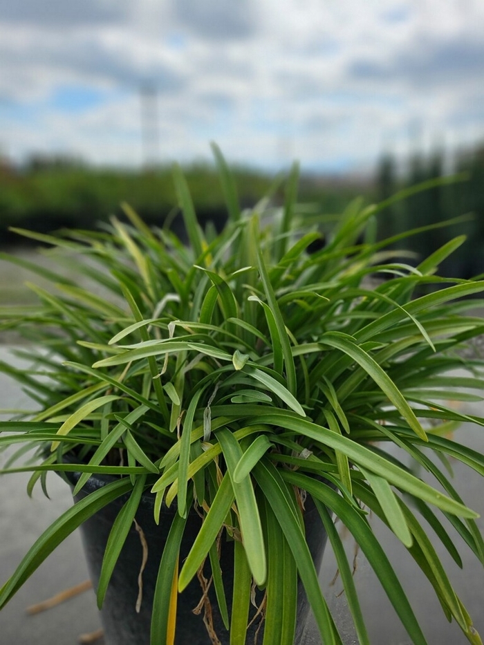 ''Peter Pan'' African Lily - Agapanthus from Sunshine Grower Nursery