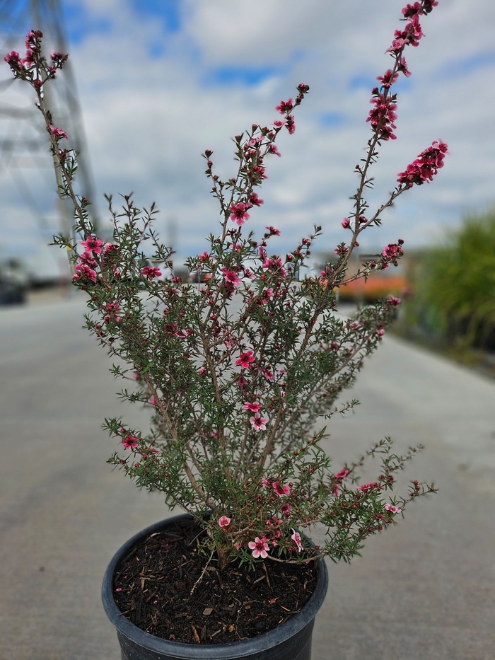 New Zealand Tea Tree - Leptospermum scoparium from Sunshine Grower Nursery