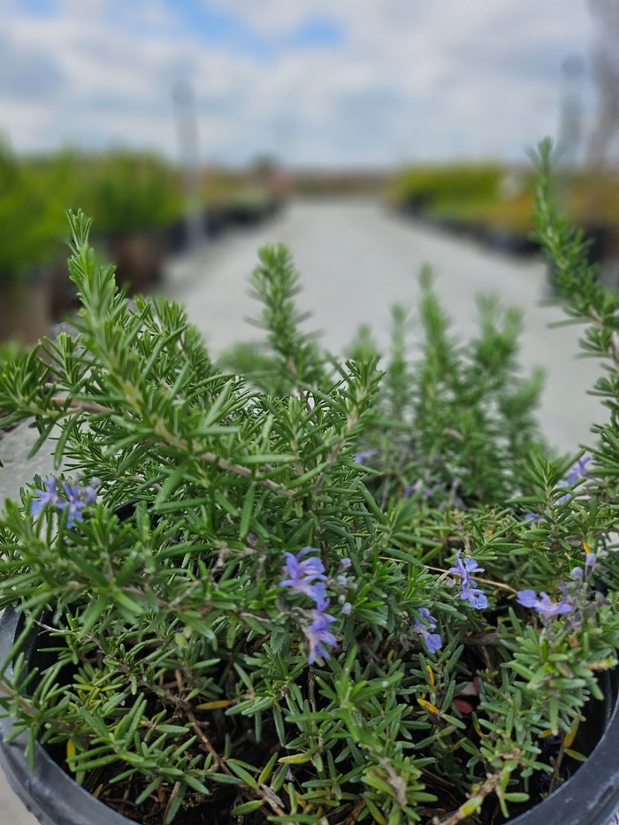 Trailing Rosemary - Rosmarinus officinalis from Sunshine Grower Nursery