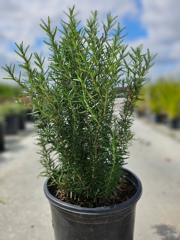 Upright Rosemary - Rosmarinus officinalis from Sunshine Grower Nursery