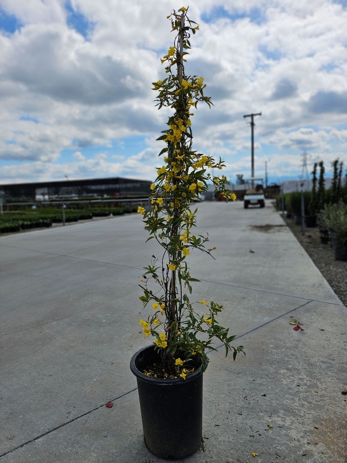 Carolina Jessamine - Gelsemium sempervirens from Sunshine Grower Nursery