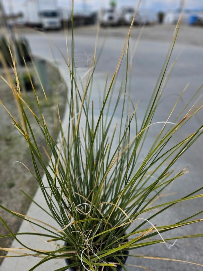 Mexican Grass Tree - Dasylirion longissimum from Sunshine Grower Nursery