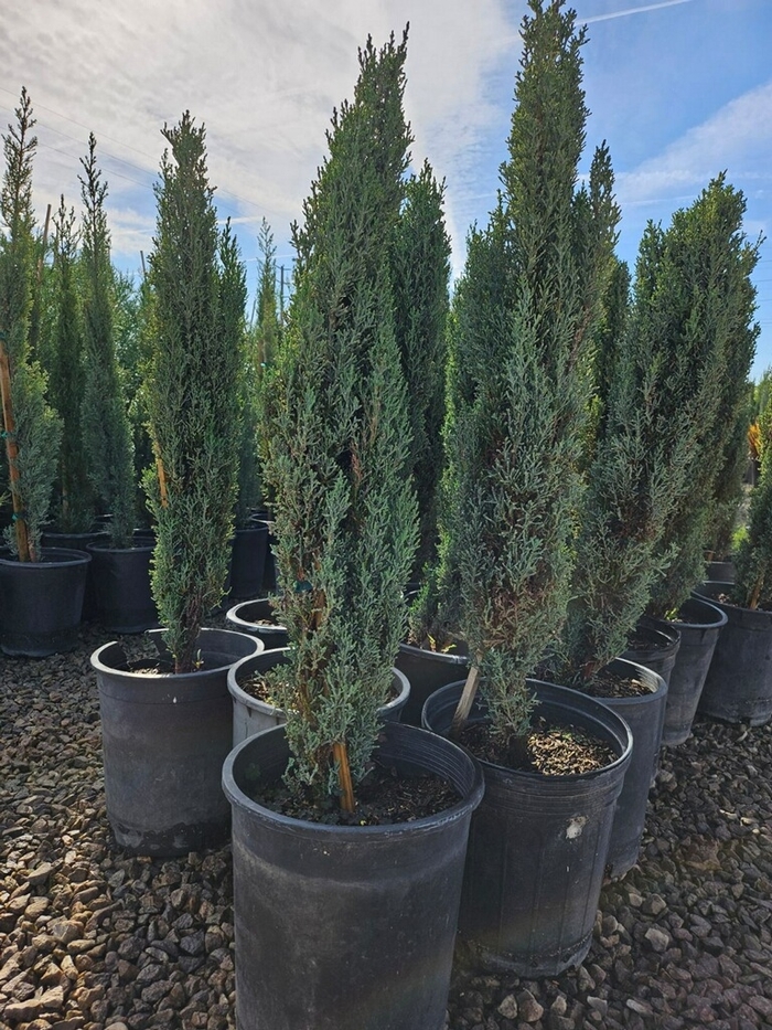 'Tiny Tower&reg;' Italian Cypress - Cupressus sempervirens from Sunshine Grower Nursery