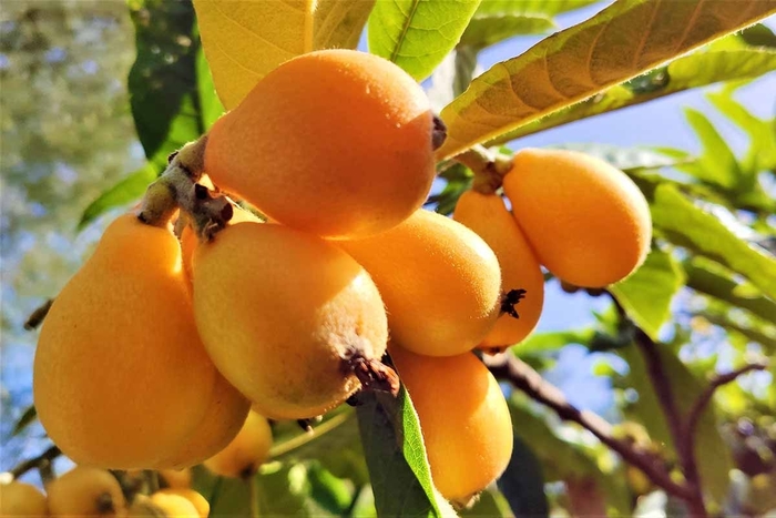 Loquat - Eriobotrya japonica from Sunshine Grower Nursery