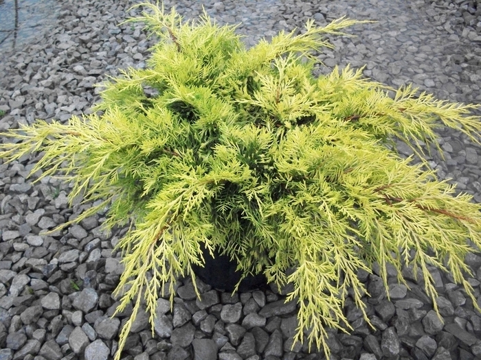 'Old Gold' Juniper - Juniperus x pfitzeriana from Sunshine Grower Nursery