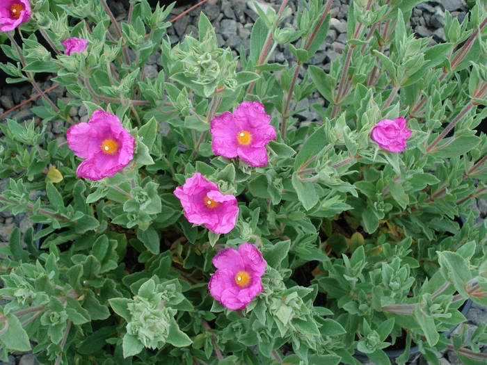 'Sunset' Rock Rose - Cistus x pulverulentus from Sunshine Grower Nursery