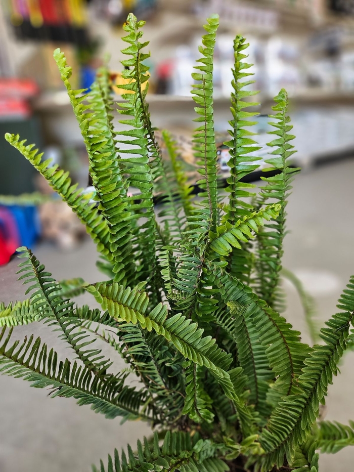 Western swordfern - Polystichum munitum from Sunshine Grower Nursery
