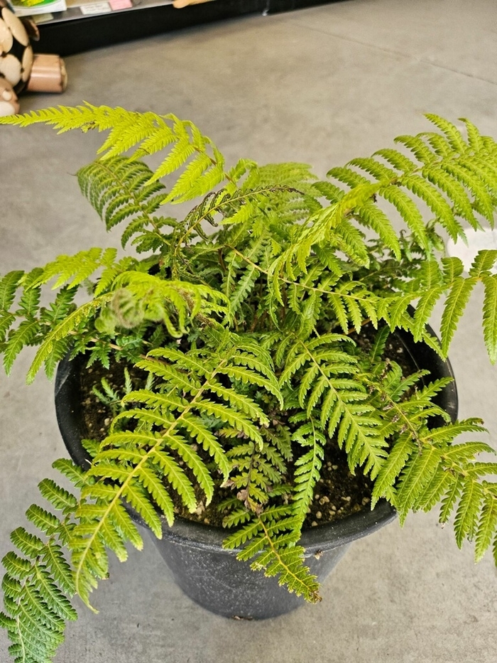 Australian Tree Fern - Alsophila australis from Sunshine Grower Nursery