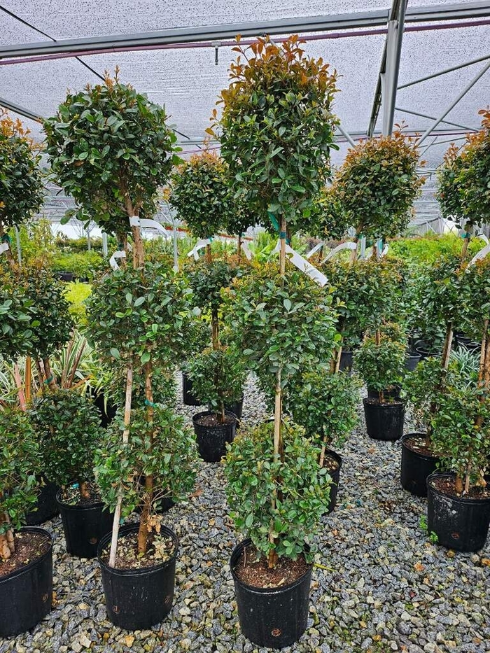 'Monterey Bay' Brush Cherry - Eugenia myrtifloia from Sunshine Grower Nursery