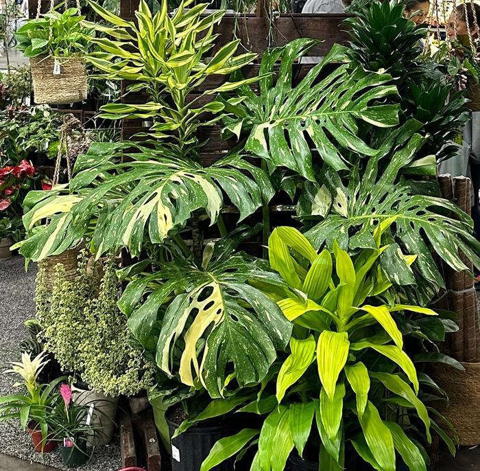 'Thai Constellation' - Monstera deliciosa from Sunshine Grower Nursery