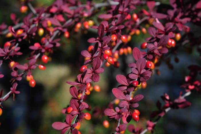 Japanese Barberry - Berberis thunbergii from Sunshine Grower Nursery