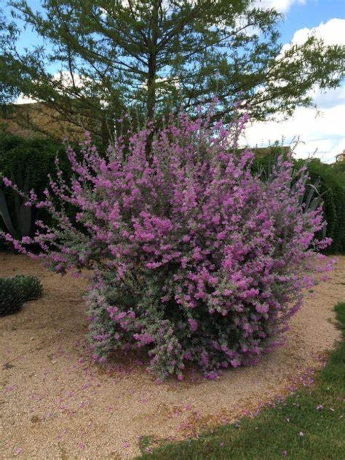 Texas Sage - Leucophyllum frutescens from Sunshine Grower Nursery