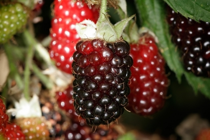 Boysenberry - Rubus ursinus x ideaus from Sunshine Grower Nursery