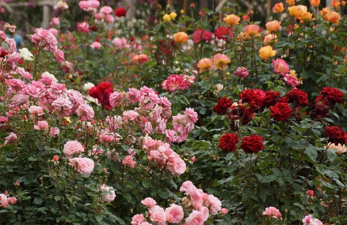 Roses assorted varieties - Roses from Sunshine Grower Nursery