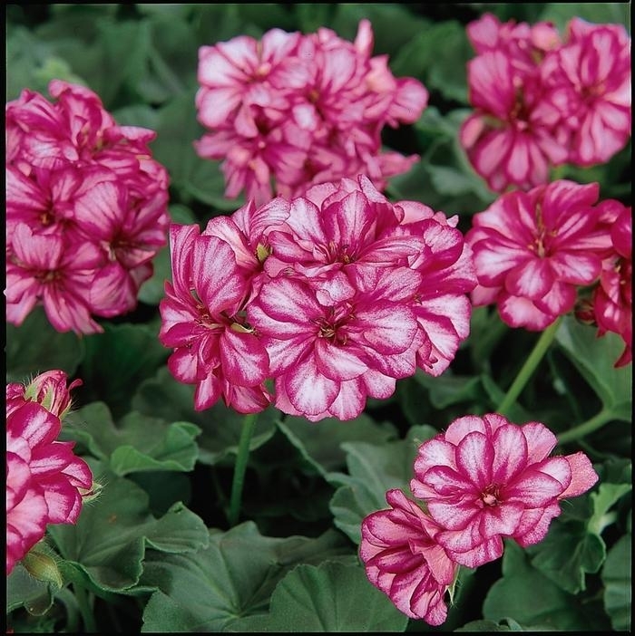 Ivy Geraniums - Pelargonium from Sunshine Grower Nursery