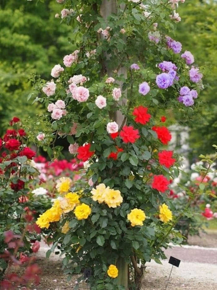  Climbing Rose - Rosa from Sunshine Grower Nursery