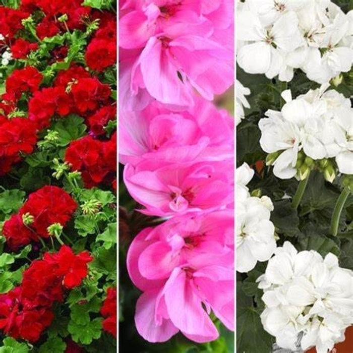 Zonal Geraniums - Pelargonium from Sunshine Grower Nursery
