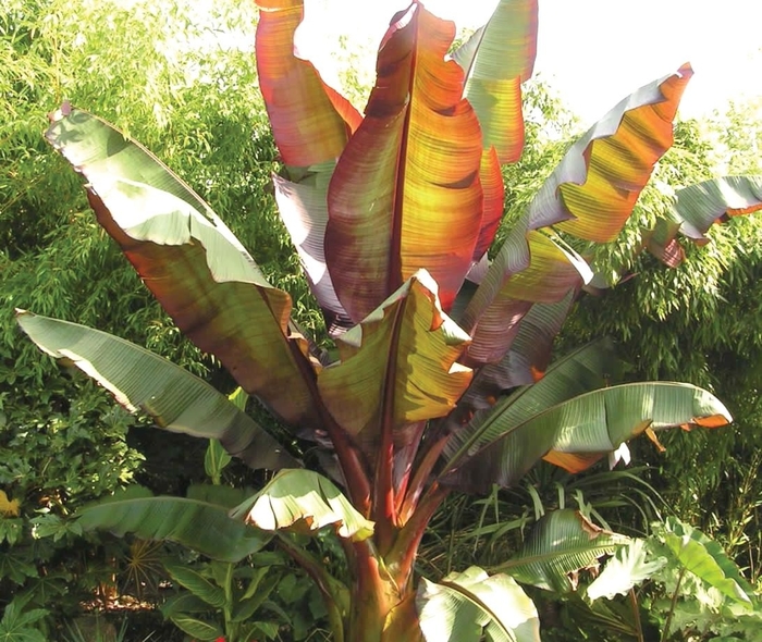 Dwarf Red Banana Palm - Musa from Sunshine Grower Nursery