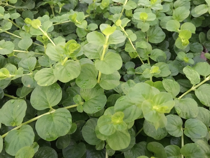 Moneywort - Lysmachia nummularia from Sunshine Grower Nursery