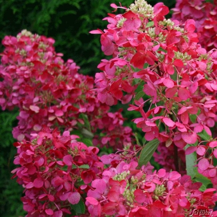 Panicle Hydrangea - Hydrangea paniculata from Sunshine Grower Nursery