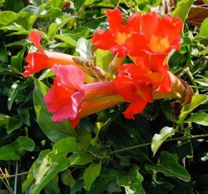 Red Trumpet Vine - Distictis buccinatoria from Sunshine Grower Nursery