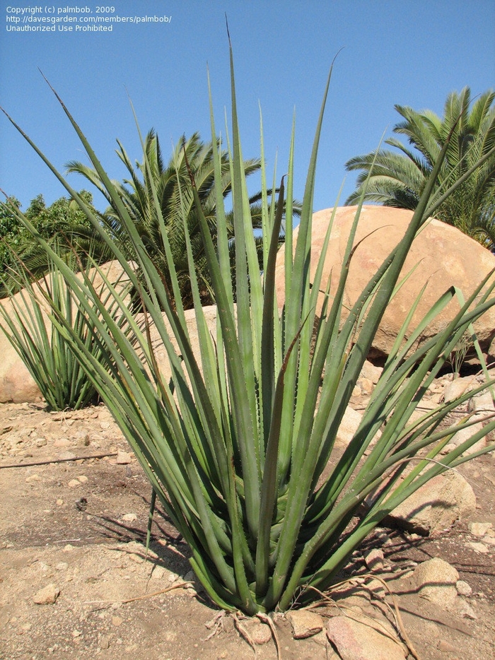 Agave - Furcraea macdougalii from Sunshine Grower Nursery