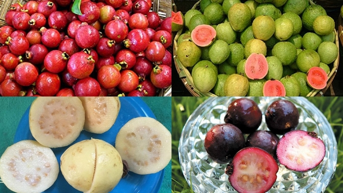 Guava - Psidium guajava from Sunshine Grower Nursery