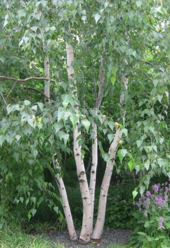 European White Birch - Multi Trunk - Betula pendula from Sunshine Grower Nursery