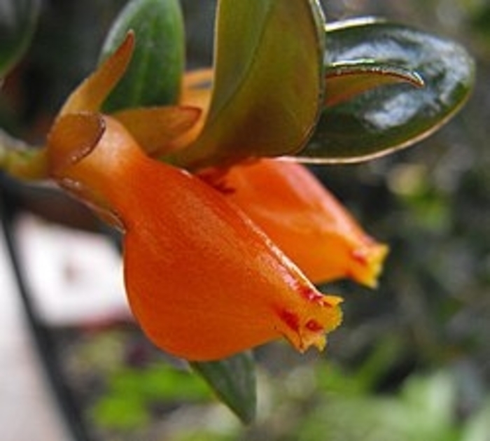 Goldfish Candy Corn Plant - Nemetanthus hybrid from Sunshine Grower Nursery