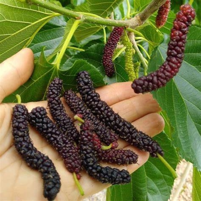 'Pakistan' Fruiting Mulberry - Morus macraura from Sunshine Grower Nursery