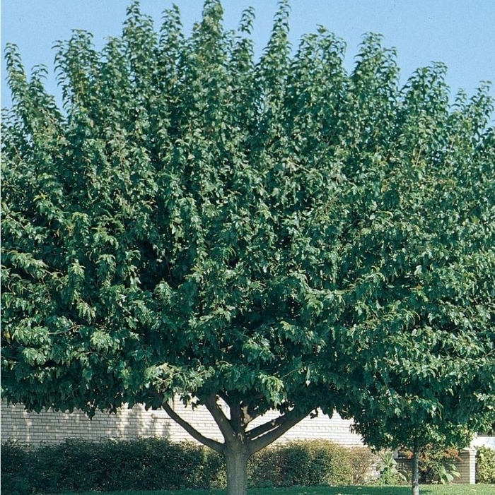 Fruitless Mulberry - Morus alba from Sunshine Grower Nursery