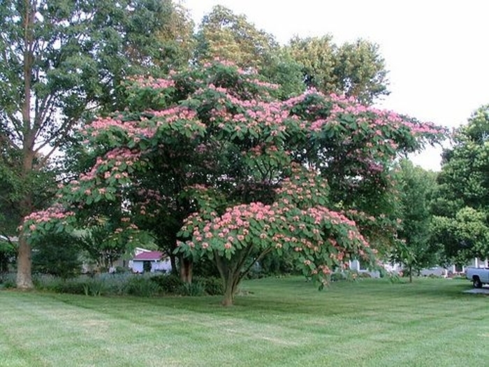 Mimosa - Albizia julibrissin from Sunshine Grower Nursery