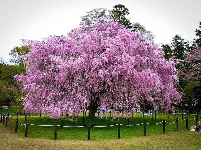 Japanese Weeping Flowering Cherry - Prunus subhirtella var. pendula from Sunshine Grower Nursery