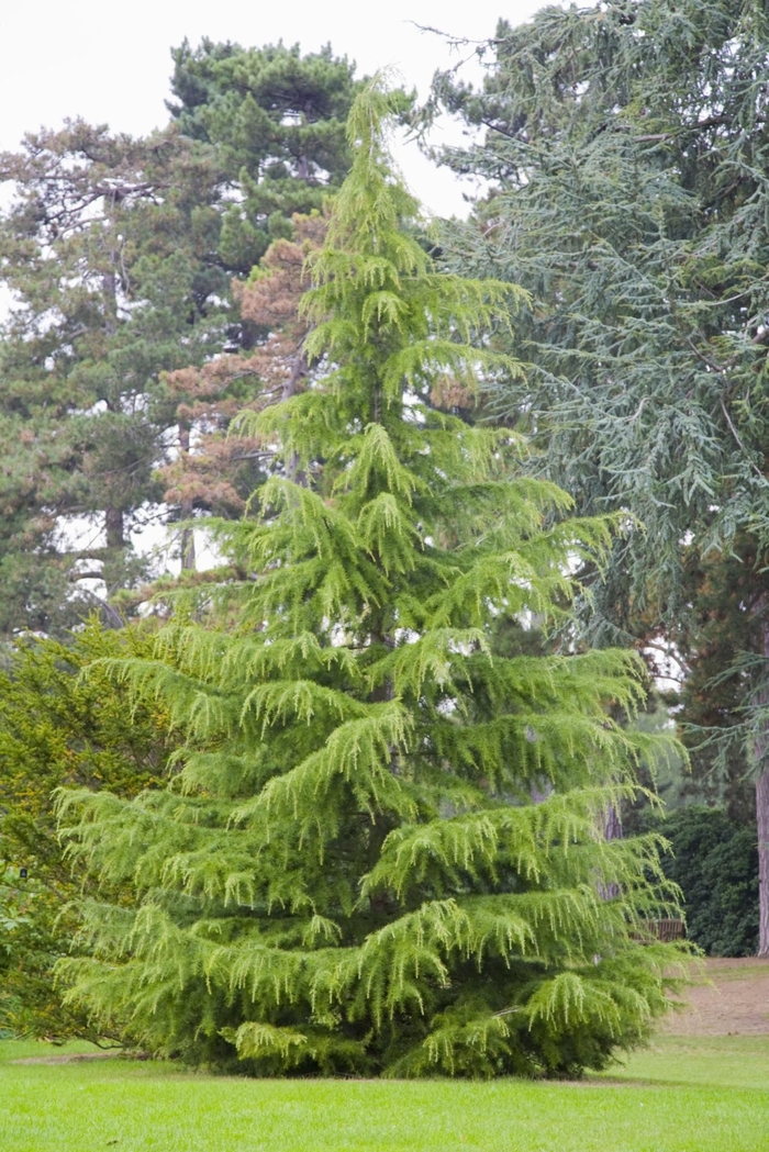 Deodar Cedar - Cedrus deodara from Sunshine Grower Nursery