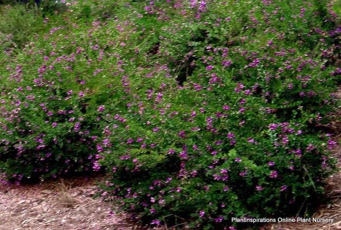 'Petite Butterflies' Sweet Pea Shrub - Polygala fruticosa from Sunshine Grower Nursery