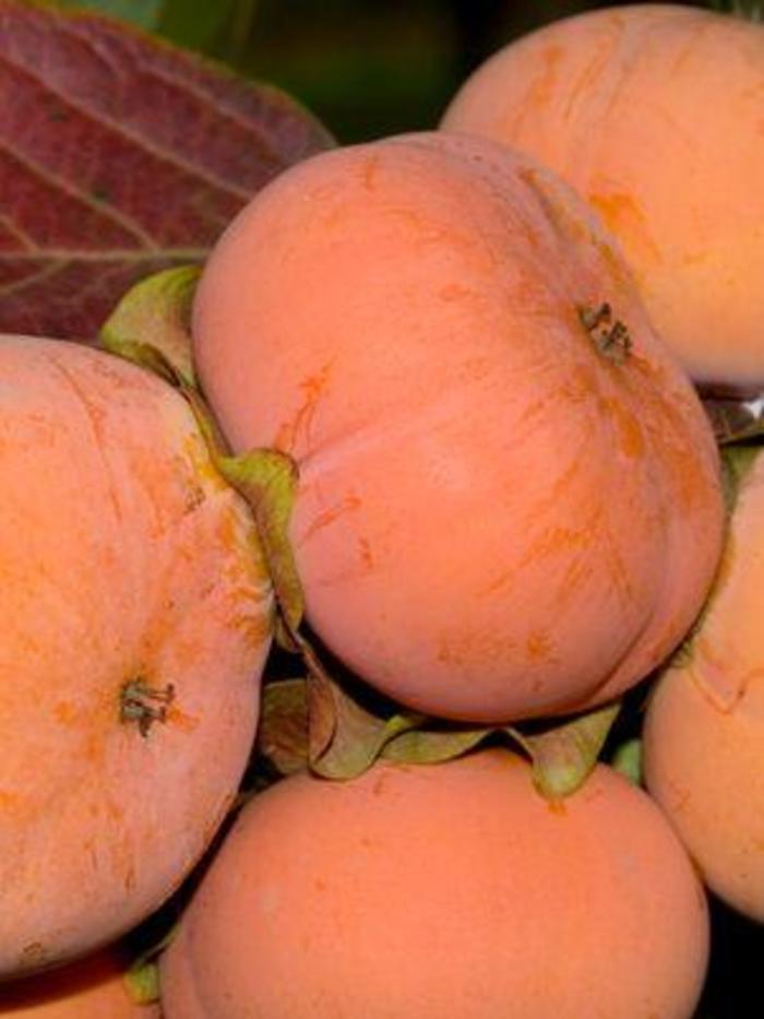 'Jiro' Persimmon (Fuyu) - Diospyros kaki from Sunshine Grower Nursery