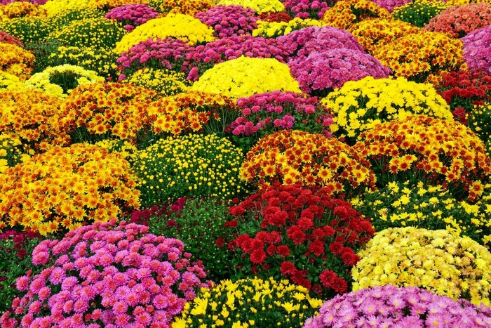 'Multiple Varieties' Bedding Mum - Chrysanthemum from Sunshine Grower Nursery