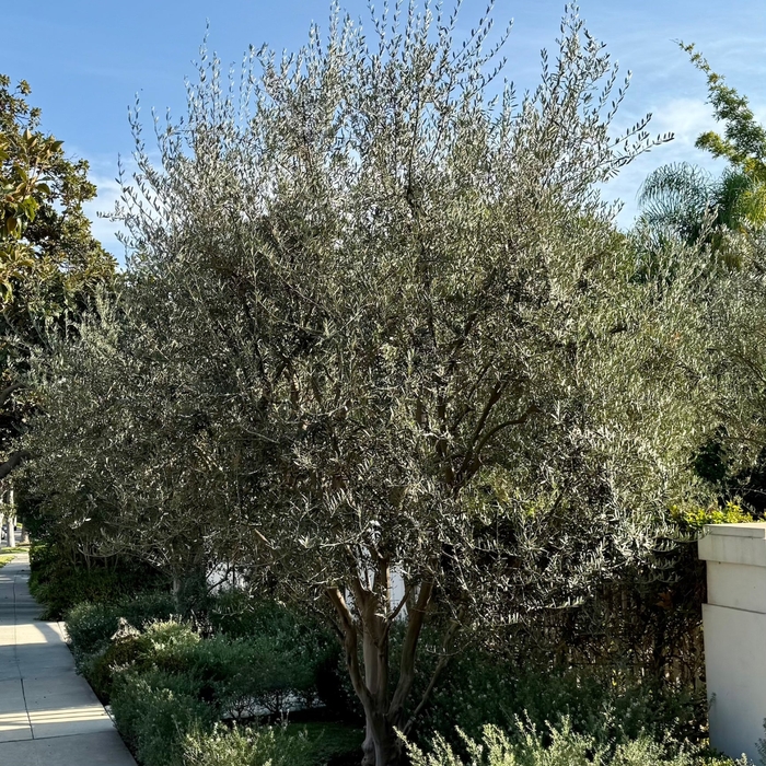 'Fruitless' Wilson Fruitless Olive - Olea europaea from Sunshine Grower Nursery