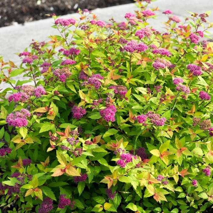 Spirea - Spiraea japonica from Sunshine Grower Nursery