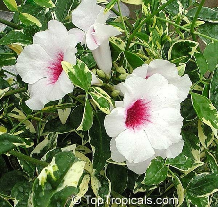 Variegated Pink Bower Vine - Pandorea jasminoides from Sunshine Grower Nursery