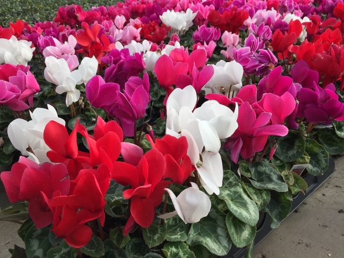 Cyclamen persicum - Mix colors from Sunshine Grower Nursery