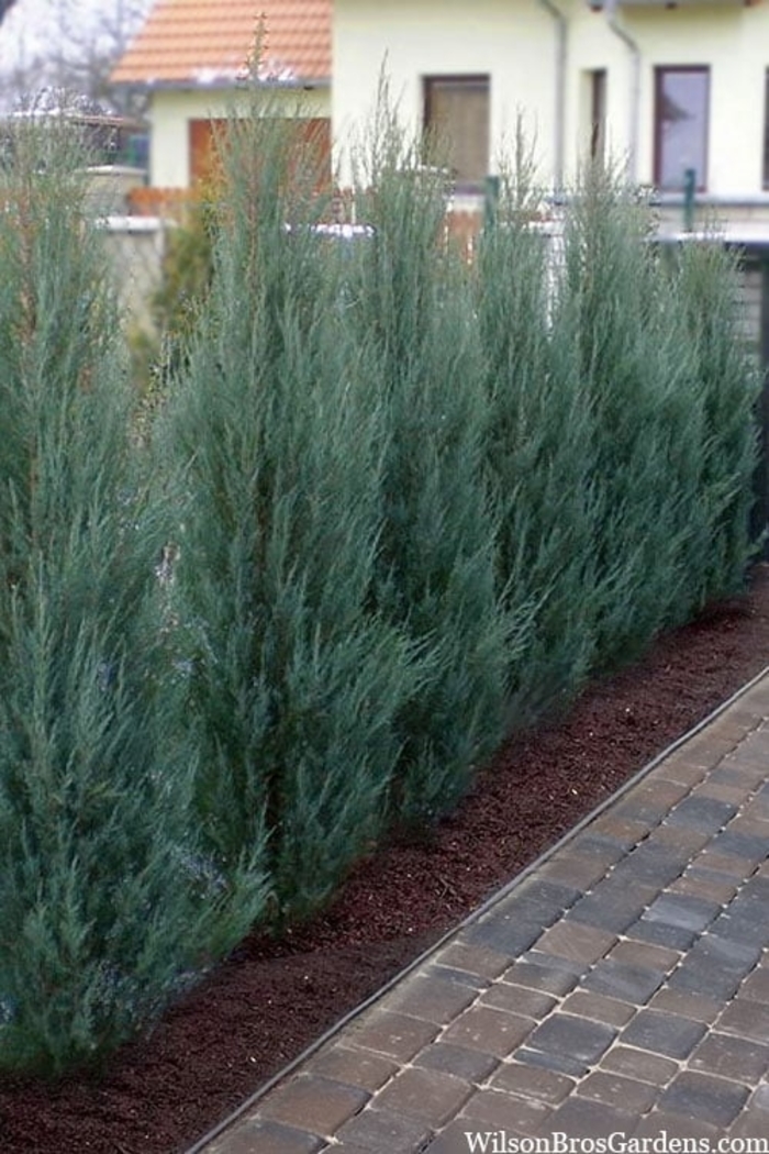 'Skyrocket' Juniper - Juniperus scopulorum from Sunshine Grower Nursery
