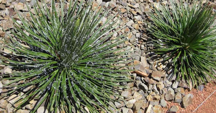 Twin-Flowered Agave - Agave geminiflora from Sunshine Grower Nursery